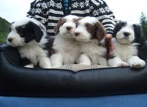 Bori With his Brothers at 7 weeks.This is Bori's first litter .He is nearly 12 years old , mentalt testet , bloodtrack learned ,Hipscore A and a very healthy old man.He is  big, heavely build, strong bone .. excellent maskulin head , good eyecolour  for Brown . 